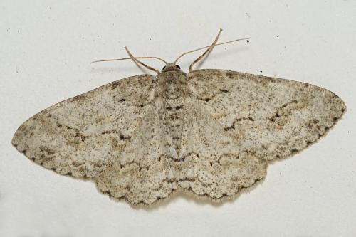 Réf. 363 340 : Ectropis crepuscularia