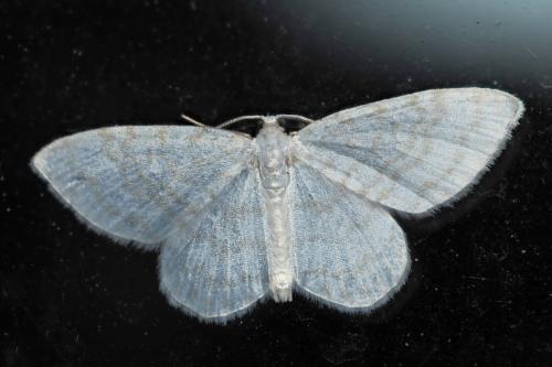 Réf. 363 341 : Asthena albulata