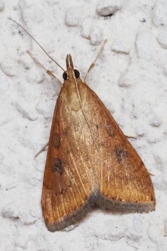 Réf. 363 499 : Udea ferrugalis