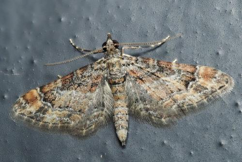 Réf. 363 501 : Gymnoscelis rufifasciata
