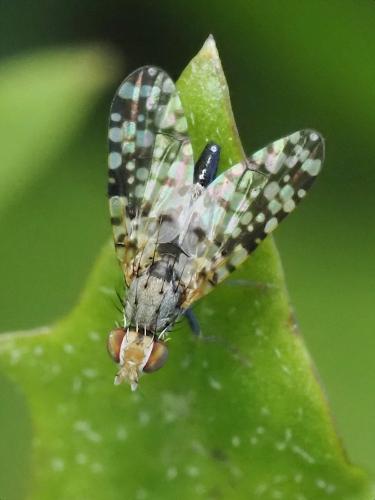 Campiglossa producta