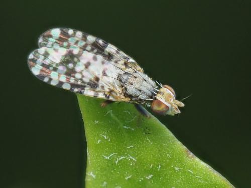Campiglossa producta