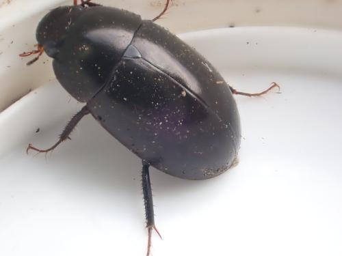 Hydrochara caraboides