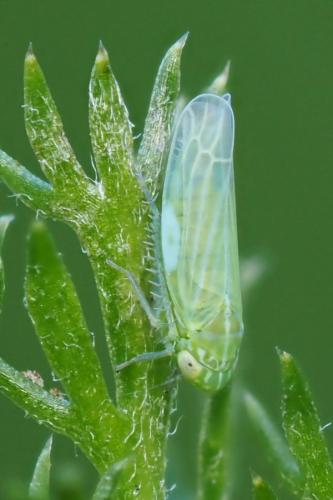 Réf. 363 638 : Chlorita paolii