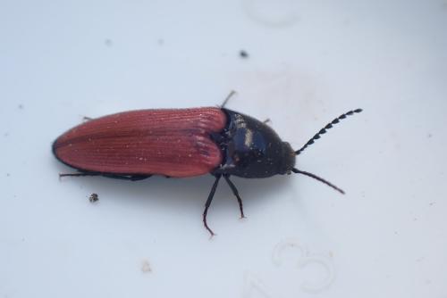 Ampedus sp.