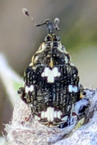 Mogulones larvatus
