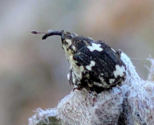 Mogulones larvatus