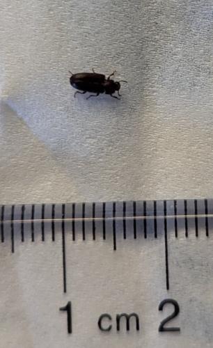 Tribolium sp.