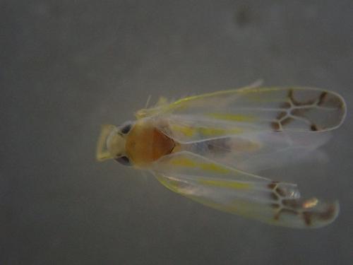 Ribautiana tenerrima