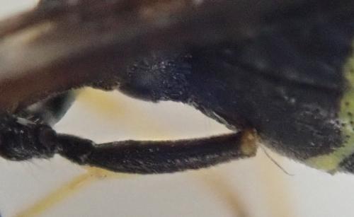 Ancistrocerus sp.