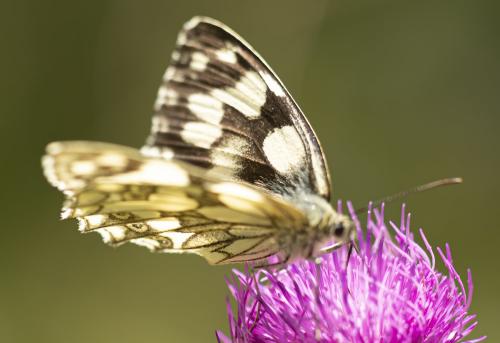 Melanargia galathea