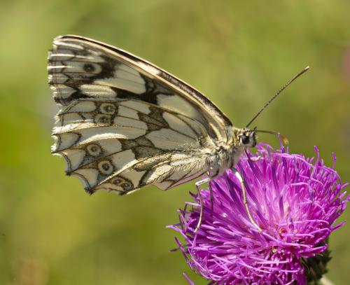 Melanargia galathea