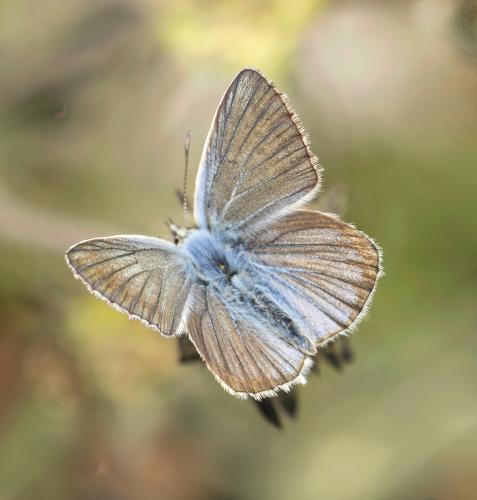 Polyommatus damon