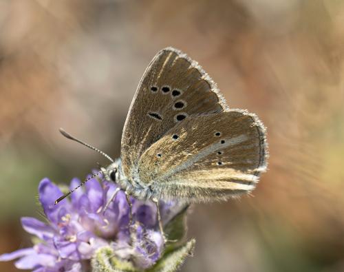 Polyommatus damon