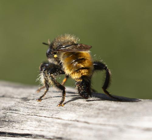 Laphria flava