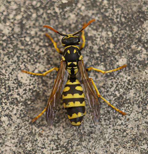 Polistes dominula