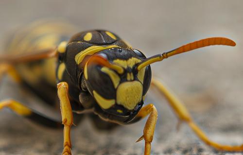 Polistes dominula