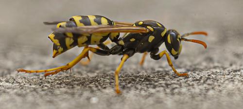 Polistes dominula