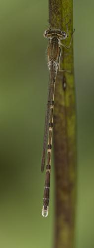 Sympecma fusca
