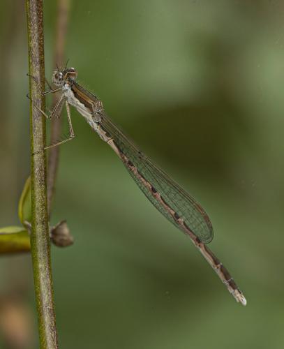 Sympecma fusca