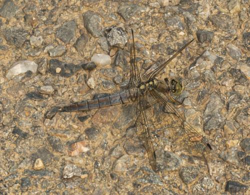 Réf. 363 348 : Orthetrum cancellatum