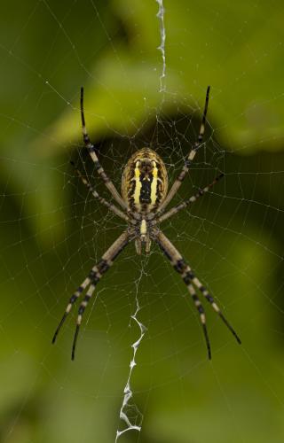 Argiope bruennichi
