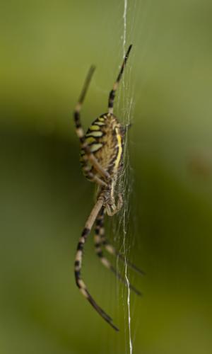 Réf. 363 351 : Argiope bruennichi