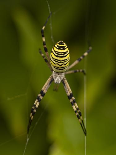 Réf. 363 349 : Argiope bruennichi