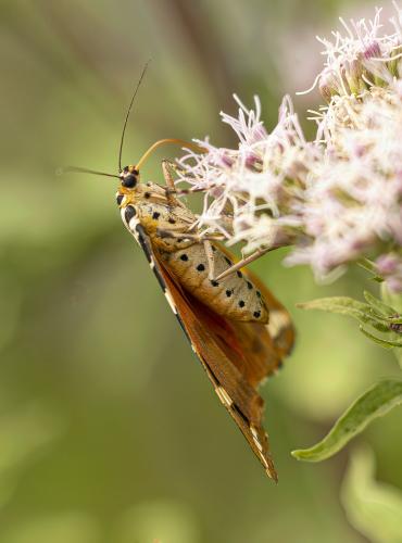 Euplagia quadripunctaria