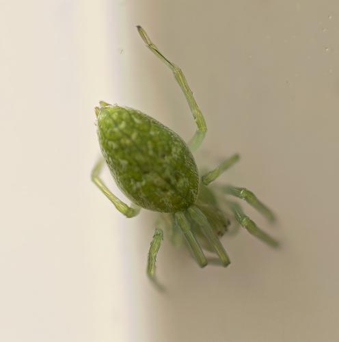 Nigma walckenaeri