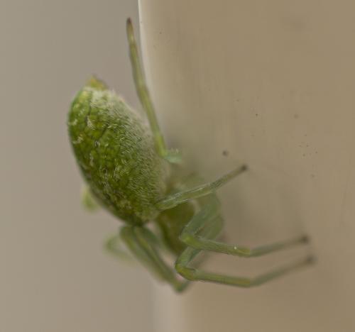 Nigma walckenaeri