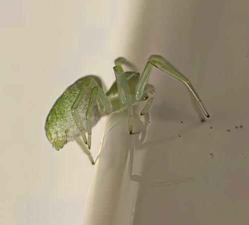 Nigma walckenaeri