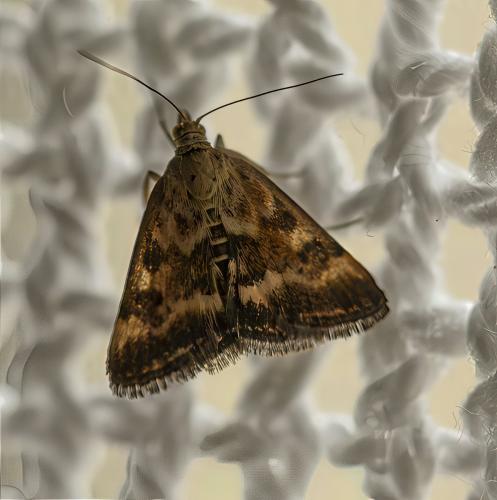 Pyrausta despicata