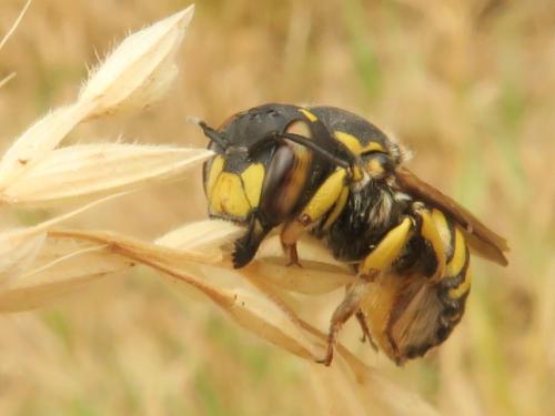 Anthidium florentinum