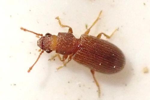 Berginus tamarisci