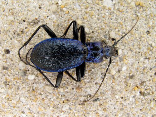 Réf. 363 650 : Carabus intricatus