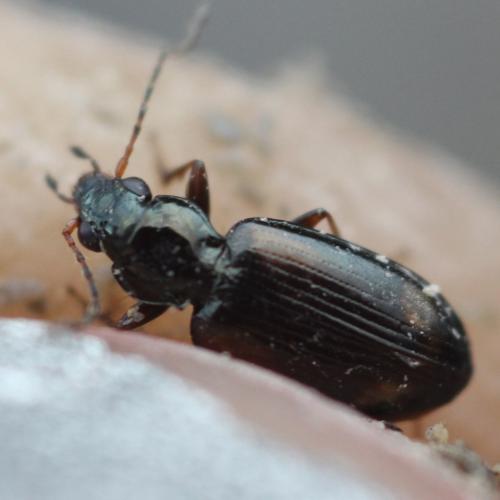Bembidion sp.