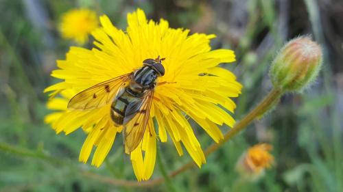 Ferdinandea cuprea