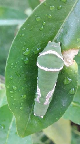 Papilio sp.