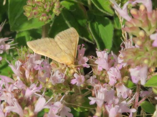 Ostrinia nubilalis
