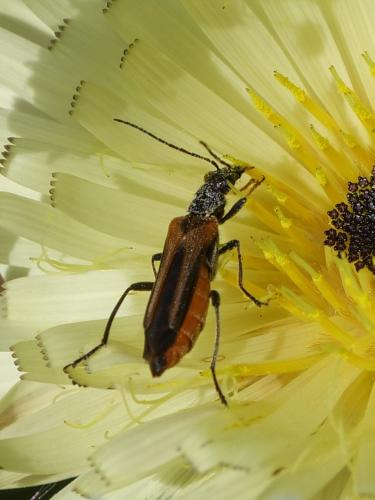 Oedemera simplex