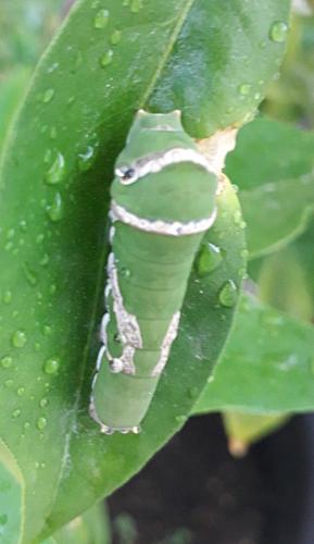 Papilio sp.