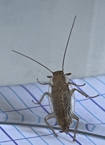 Planuncus vinzi