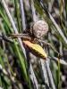 363860 – Photo : bernard evrad – France (30)