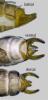 Lepidostoma basale