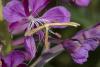 363620 – Photo : Pierre Duhem – France (73)