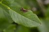 363943 – Photo : Pierre Duhem – France (73)