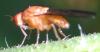 Minettia sp.