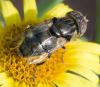 363929 – Photo : ANDRE LABETAA – France (66)