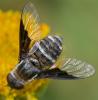 363989 – Photo : ANDRE LABETAA – France (66)